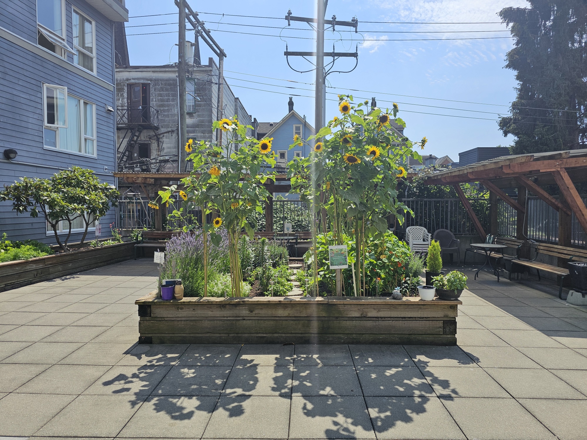 Sunflower plants